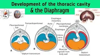 Development of the Thoracic Cavity (as Pleural Cavity & Pericardial Cavity) and the Diaphragm