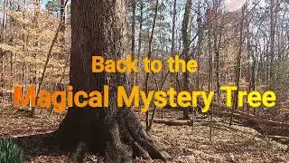 Back to the Magical Mystery Tree 2024