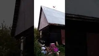 20 августа 2024_Московская обл_Рузский р_новогорбово д_С 2019 Принудительно живу на даче #тучково