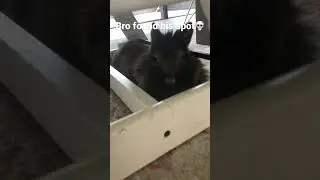 Bro found his spot #bunny #animals #funny #memes #meme #rabbit