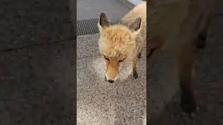 Alimentando a un Zorro