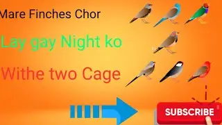 My zabra finches Chori ho ge wo bhe Night ko#finchesbirds#