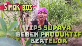 tips supaya bebek produktif bertelor