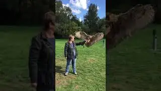 евразийский филин