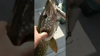 Злая щука на Рапалу 