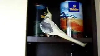 cockatiel Cikis :)