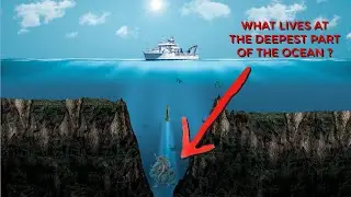 What lives at the deepest part of the ocean | Unraveling Deep Sea Mysteries | Mariana trench