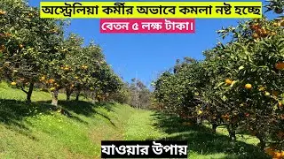 দৈনিক মাত্র 6 ঘন্টা কাজ তারপরেও লোক মিলছে না। Australia Work Permit Visa 2024
