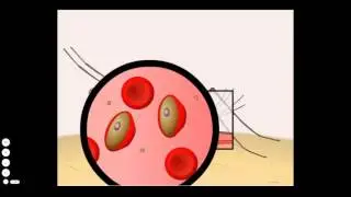 Malaria: Life Cycle