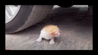 Experiment car vs baby cats/kitten , car vs toys, crushing crunchy and soft things by car vs kitty
