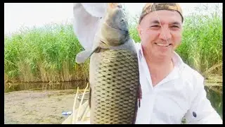 SINIQ KORPU ( SAZAN OVU ) —Baliq coxdur / TUTAN LAZIMDIR _2024