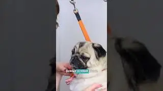 Купаем сладкого мопсика !! 😍 #собака #факты #животные #бульдожка #мопс