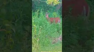 This  beautiful deer was spotted casually walking the neighborhood