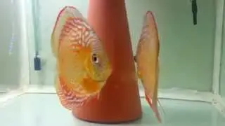 Semi Royal Discus