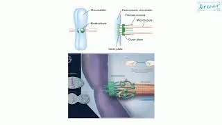 kinetochore