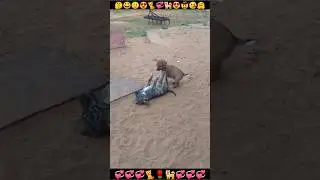 Dog |Baby Puppy Friendship 😍😘💞| Cute Puppy 