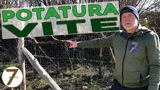 Cordone Speronato come potare la vite