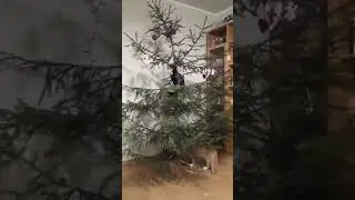 с наступающим, котики!