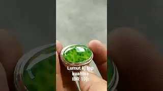 lumut Totol kumbang jati top kualitas wa/085359008008
