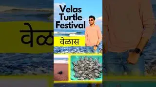 1 minute Guide to the Velas Turtle Festival! 🐢🌴🌊 #Velas #VelasTurtleFestival #Konkan #Bankot