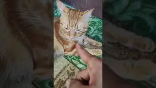 кот АЛЕКС ❤❤ Балуемся