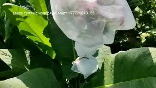 Герцеговина ВНИИТИ, Tik Konlac Orient