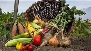 Alimentación ecológica y saludable