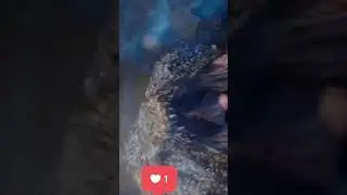 Godzilla vs Kong short movie scenes