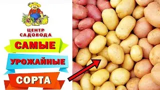 ТОП лучших СОРТОВ КАРТОФЕЛЯ! ОНИ БУДУТ САМЫМИ УРОЖАЙНЫМИ в 2025 году! ОБЗОР