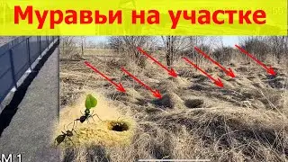 Муравьи на участке проснулись! Весна как бороться с муравьями