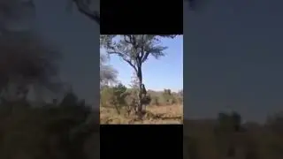 Leopard attacks leopard #shorts AnimalTube - World  of animals