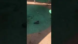 Pigeons occupied the Tel Aviv sports ground