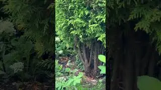 Не верится, что всё это выросло из маленьких черенков !😃#шортс