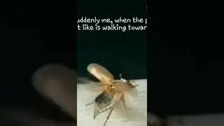 Suddenly me when the person i hate is walking towards me#funny#bug#animal#comedy#edit
