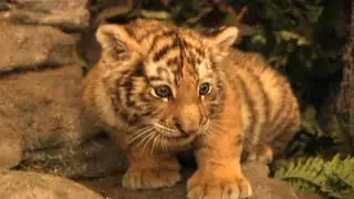 Zoboomafoo with the Kratt Brothers! BIG CATS | Full Episodes Compilation