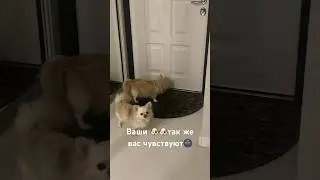 #рек #чихуахуа #собакилучшелюдей #собаки