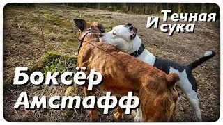 БОКСЁР, АМСТАФФ и ХАСКИ- ТЕЧНАЯ СУ..КА