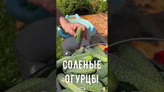 Холодный засол Часть 1⠀