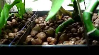 АКВАРИУМ БИОТОП ЦИХЛИДЫ оз.МАЛАВИ 13.01.2018 *Сichlids*