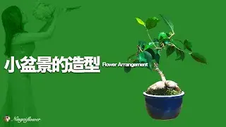 怎樣給榕樹盆景造型｜將榕樹盆景修剪成雲海狀，營造出仙境般的美景