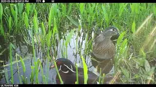 Wood Duck Pair Eating Alisma