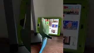 продвинутый ожереловый попугайчик