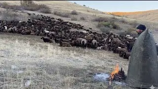 KÖPEKLER BİRBİRLERİNE ALIŞIYOR - ATEŞ BAŞI KURT SOHBETLERİ 