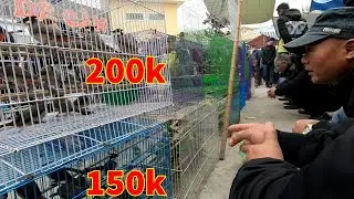 Giá chim Chào Mào dịp cuối năm, chim Xấu giá Cao | Cá Mập TV