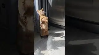 #shorts #cat 🐱