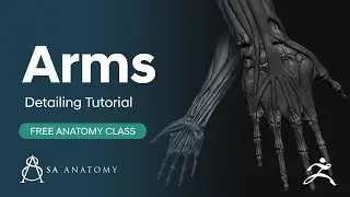 Female Anatomy Figure - Detailing The Arms In ZBrush Core (2021)