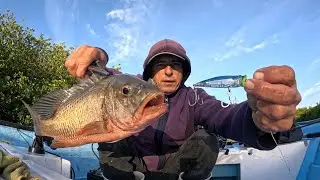 Excellent Snapper and Snook Fishing Surface Attacks