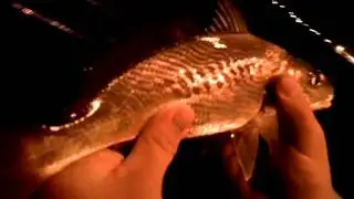 Snapper Fishing 12-16-11