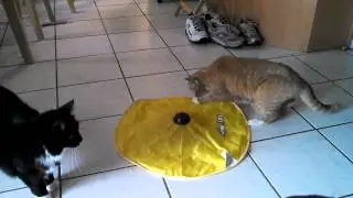 Peaches plays with Cats Meow