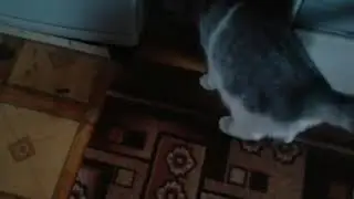 Смешные животные